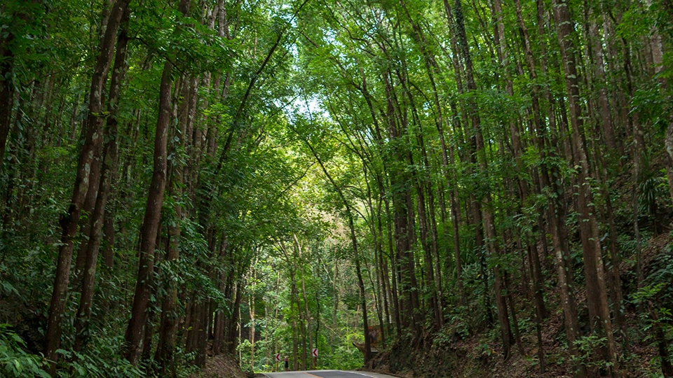 Pohled na klikatou cestu procházející Man-Made Forest na Boholu. Hustá koruna mahagonových stromů poskytuje stín a vytváří jedinečnou scenérii podél cesty.