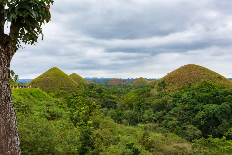Malebná scenérie Čokoládových kopců (Chocolate Hills) na ostrově Bohol, obklopených tropickým lesem. Výhled z vyhlídky ukazuje rovnoměrně rozprostřené kopce připomínající čokoládové bonbony, zejména během suché sezóny.